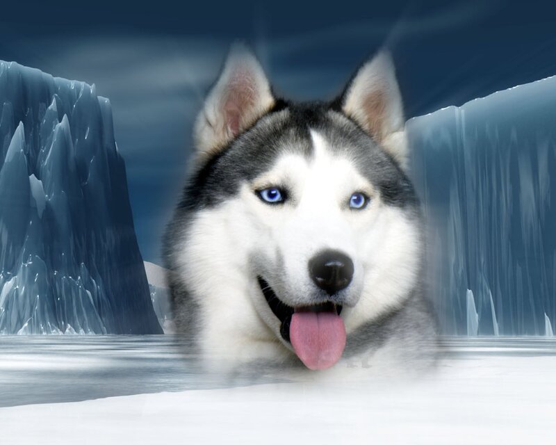 Husky Dog in Ice