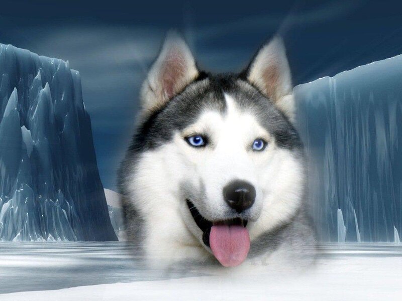 Husky Dog in Ice — White, Cold, Winter