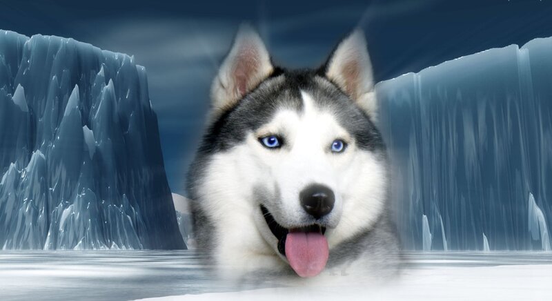 Husky Dog in Ice — White