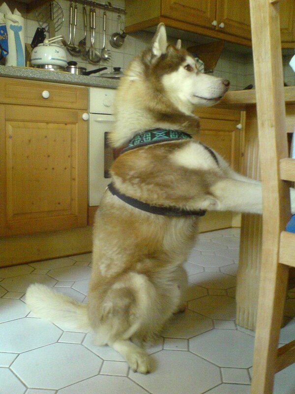 husky dog in kitchen