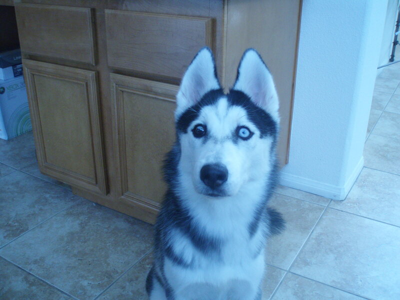 Husky Dog in Kitchen — White