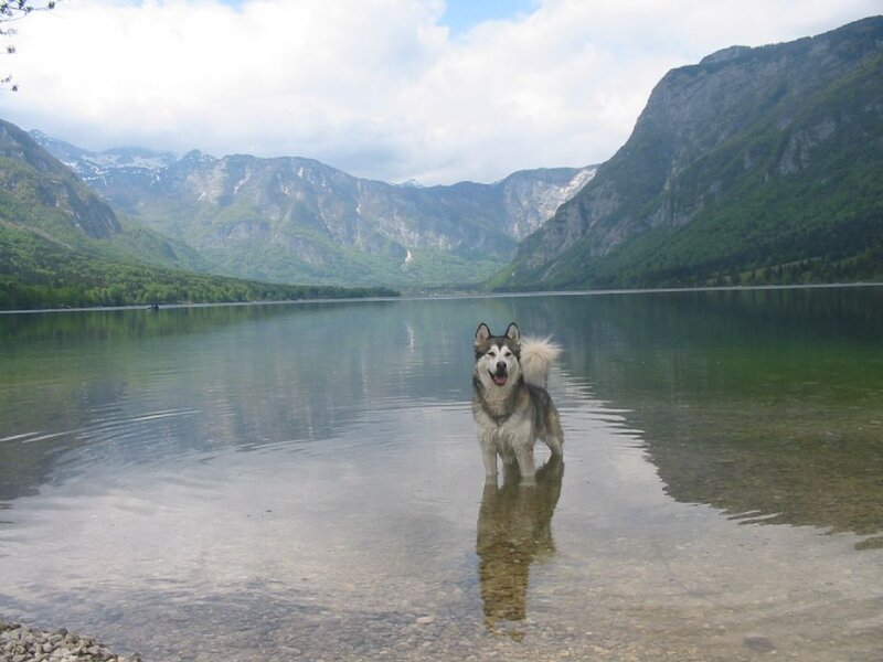 Husky Dog in Lake