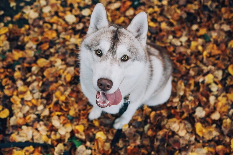 Husky Dog in Leaves — Brown