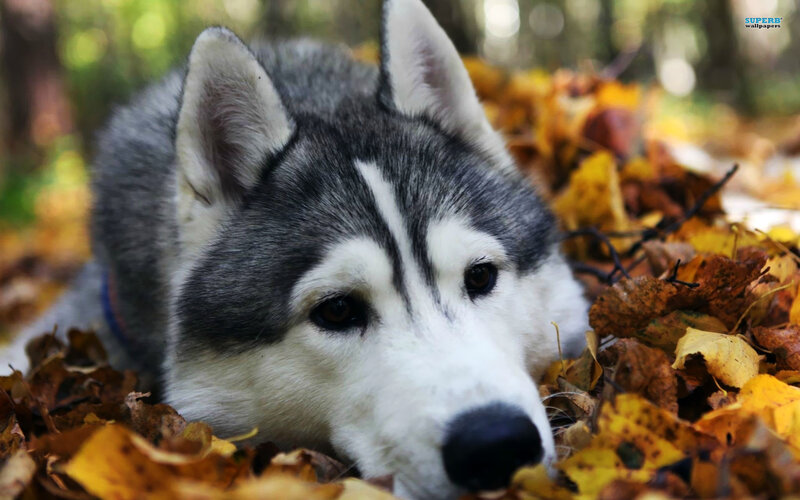 Husky Dog in Leaves — Gray, Calm