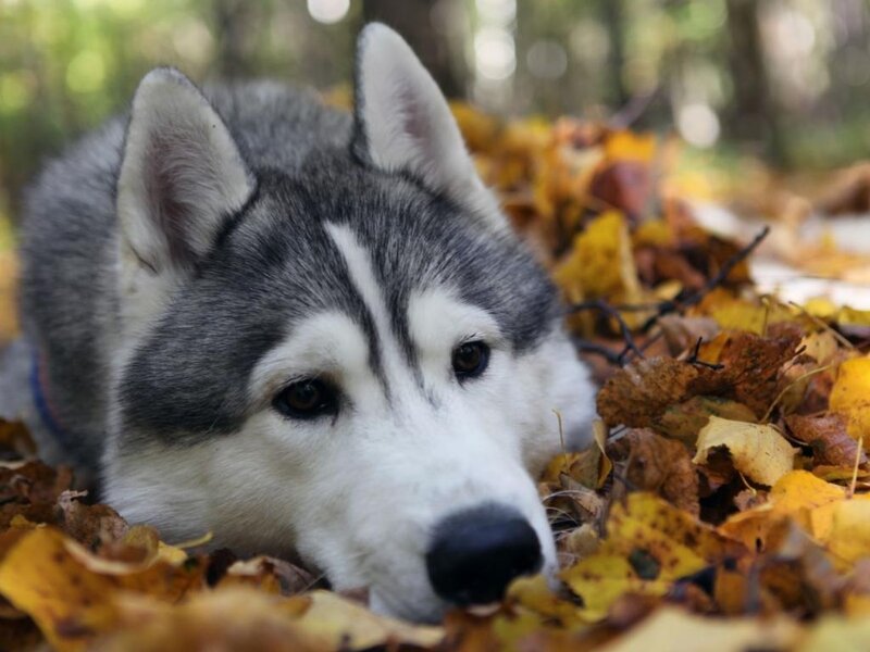 Husky Dog in Leaves — Gray
