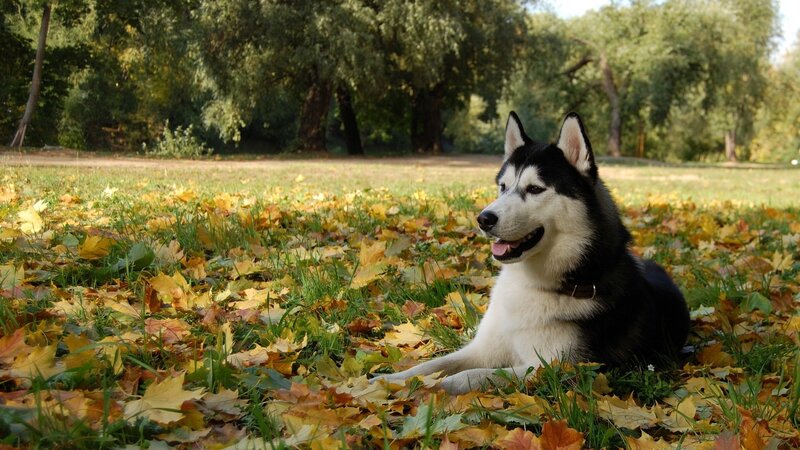 Husky Dog in Leaves — Green, Calm
