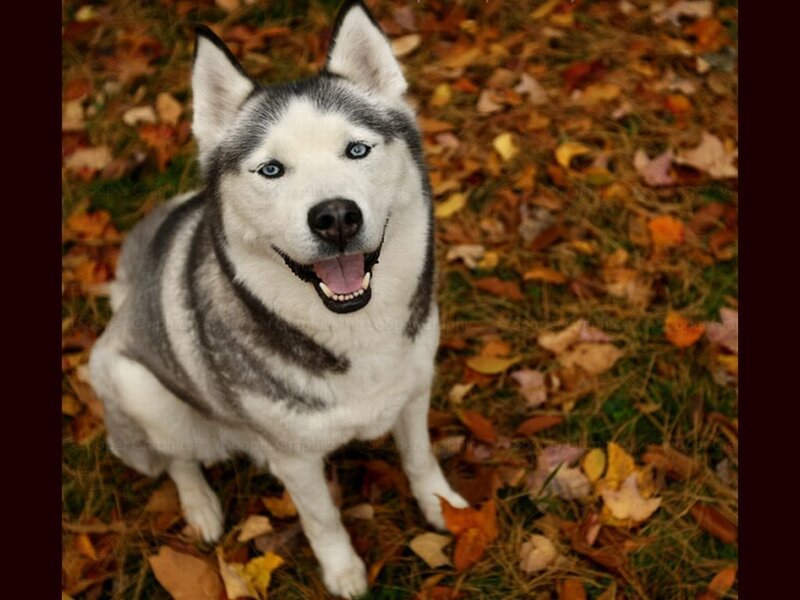 Husky Dog in Leaves