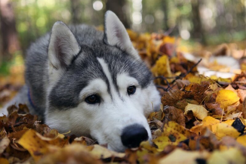 Husky Dog in Leaves — Yellow
