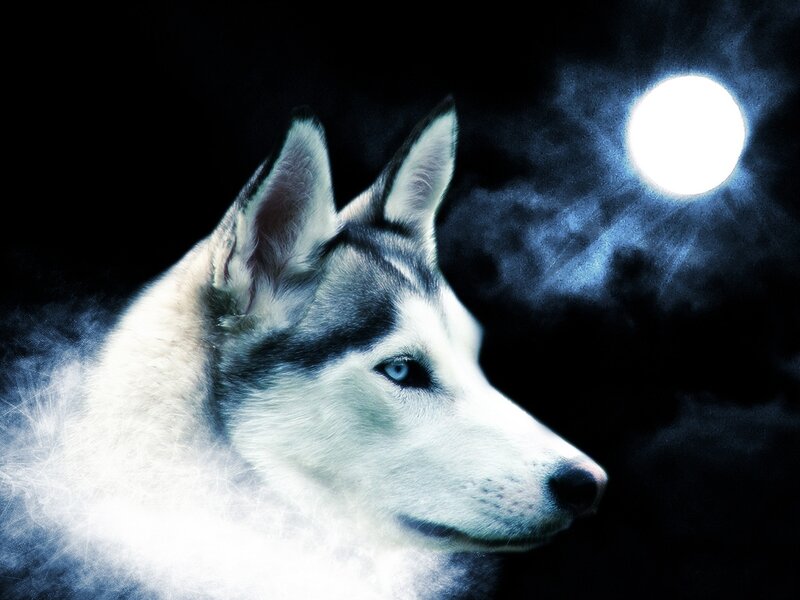 Husky Dog in Moonlight — White