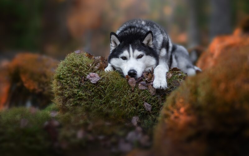Husky Dog in Moss