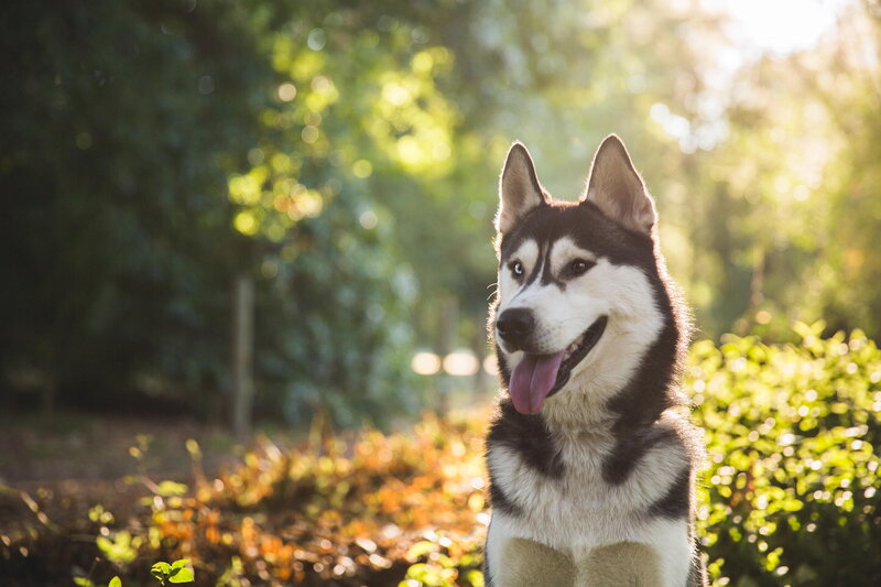 Husky Dog in Park