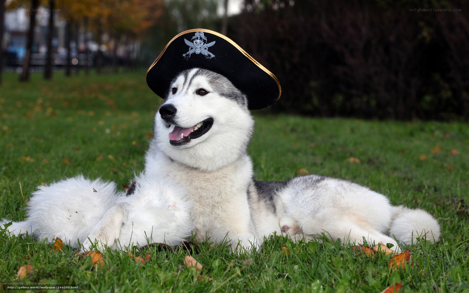 husky dog in pirate hat