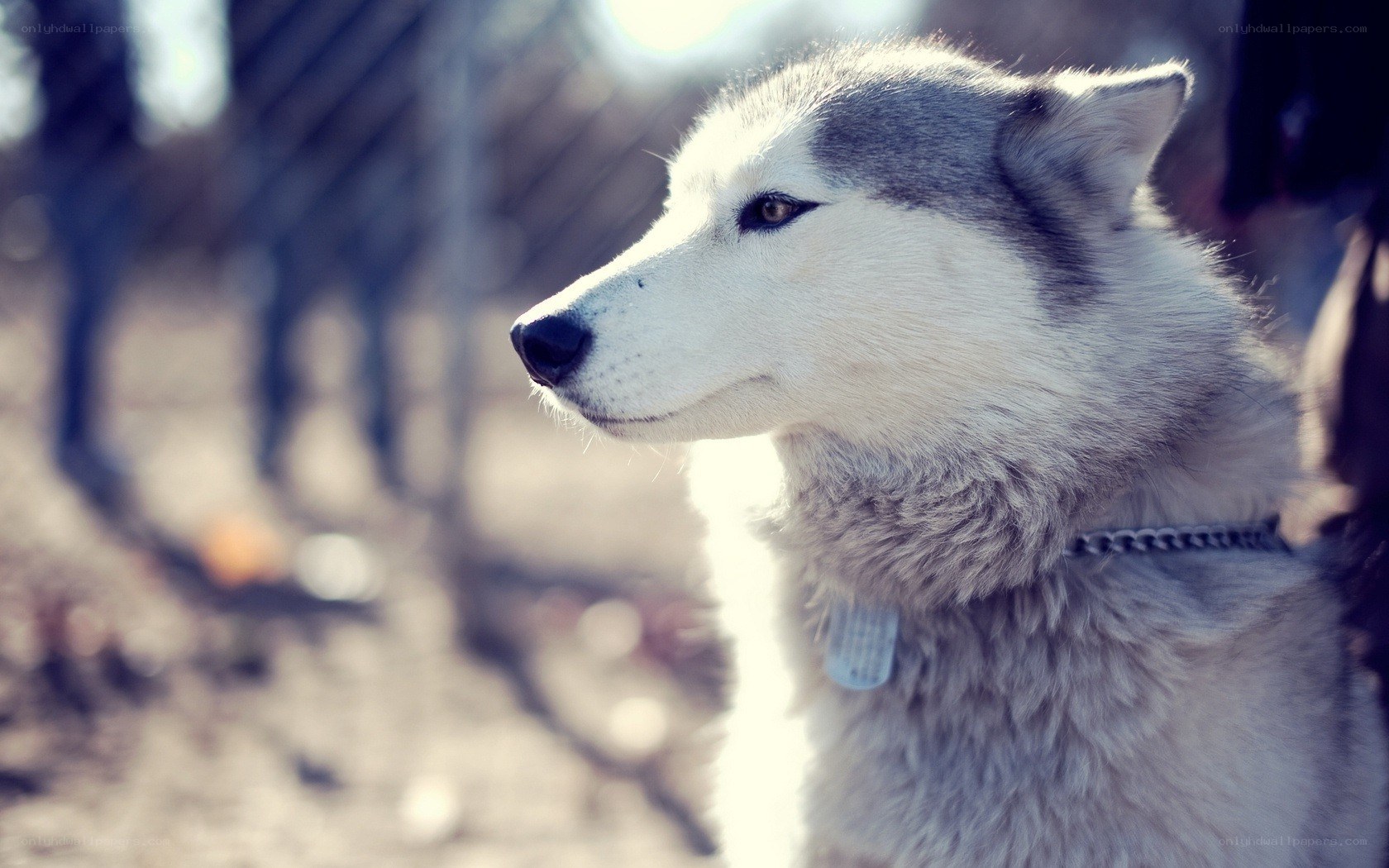 husky dog in profile