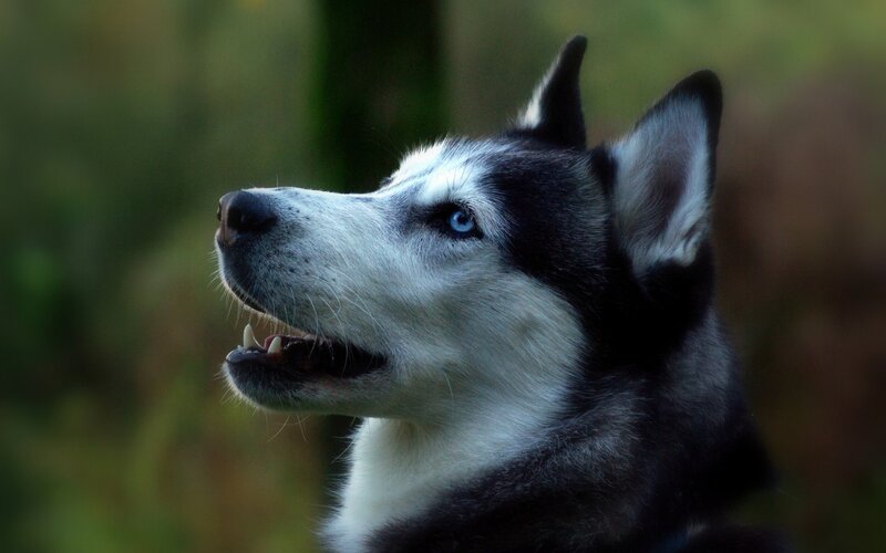 Husky Dog in Profile — Black, Alert