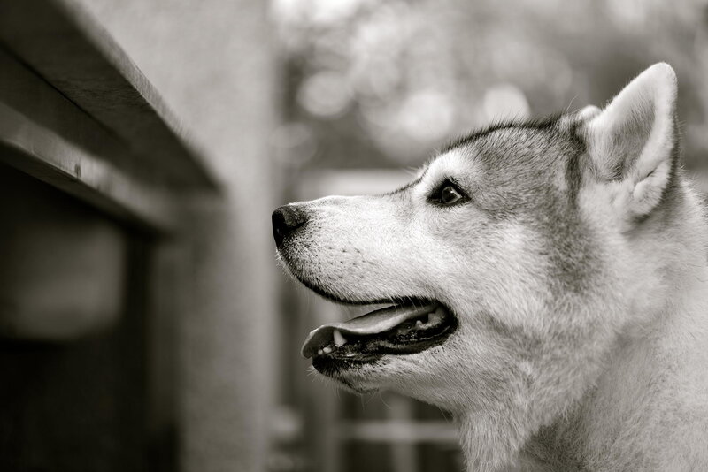 Husky Dog in Profile — Black, Calm, Photograph