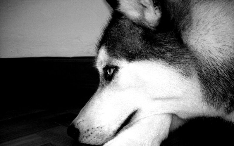 Husky Dog in Profile — Black, Calm, Photograph, Wall