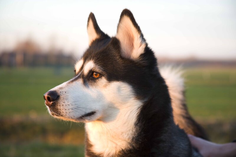 Husky Dog in Profile — Black, Calm