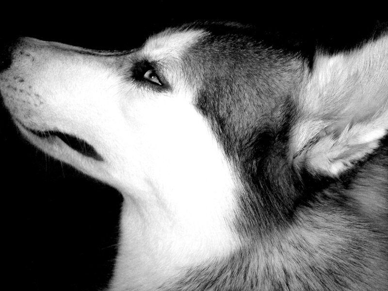 Husky Dog in Profile — Black