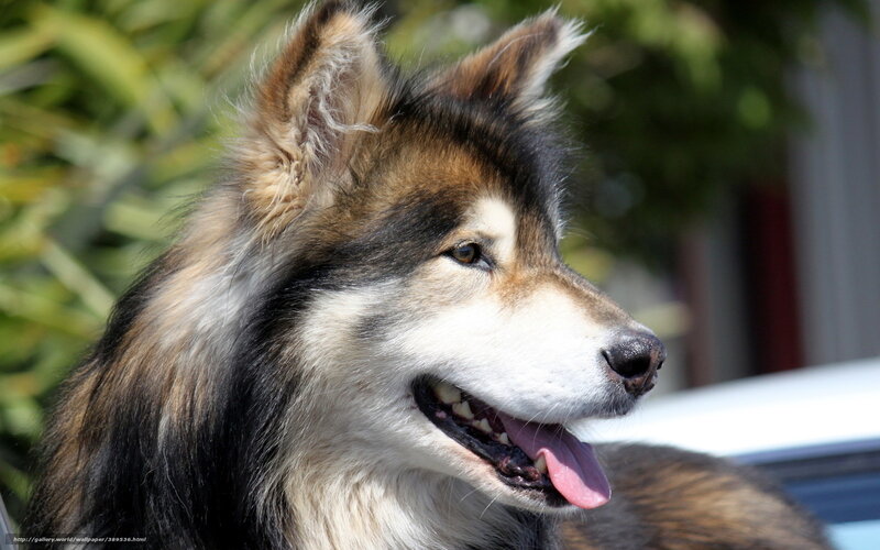 Husky Dog in Profile — Brown