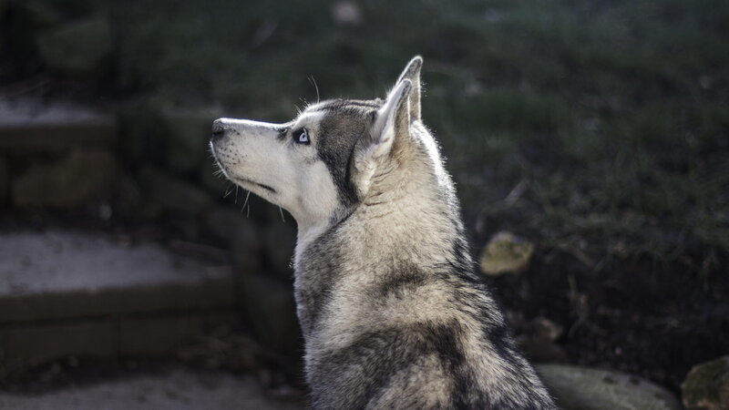 Husky Dog in Profile — Gray, Calm