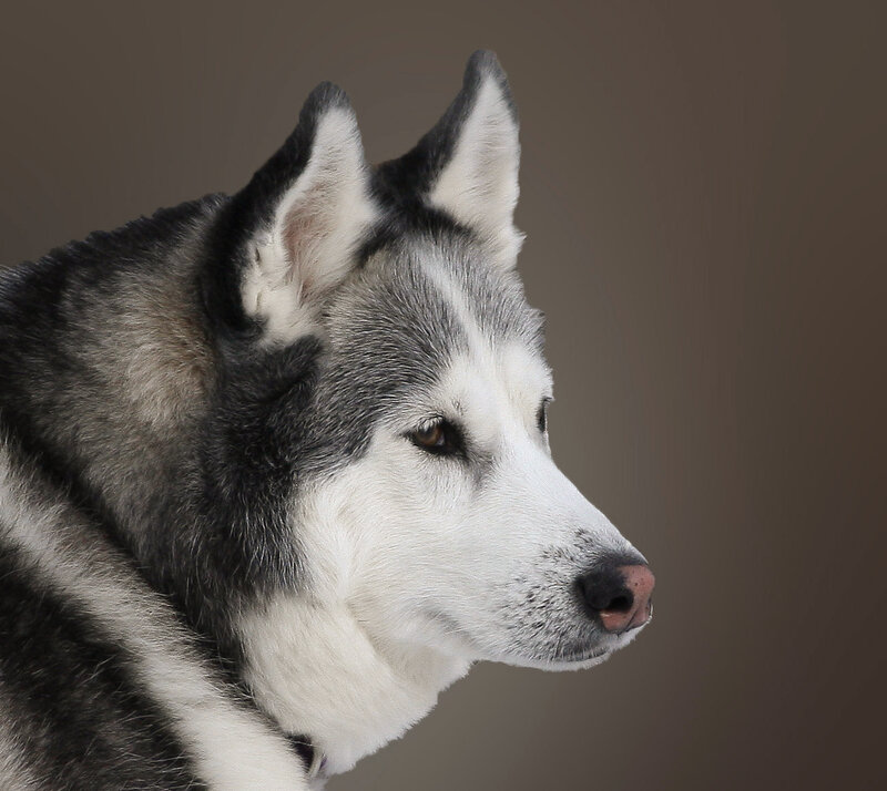 Husky Dog in Profile — Gray