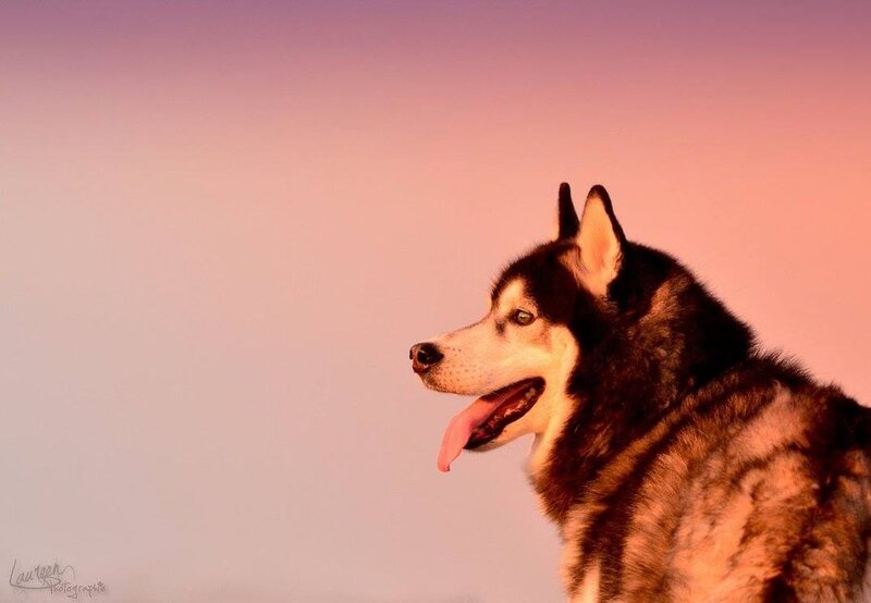 Husky Dog in Profile — Pink