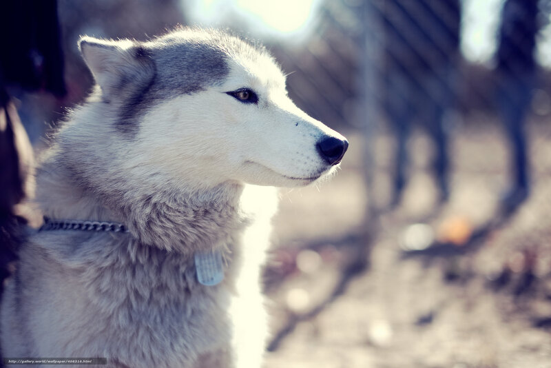 Husky Dog in Profile — White, Calm, Afternoon