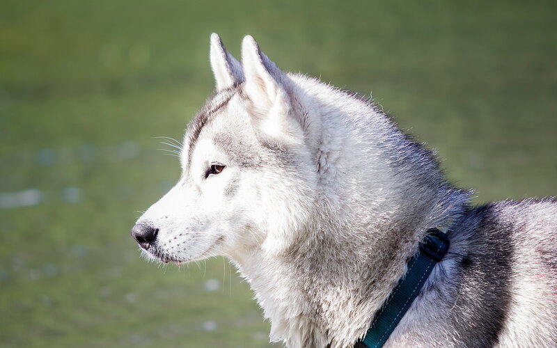 Husky Dog in Profile — White, Calm