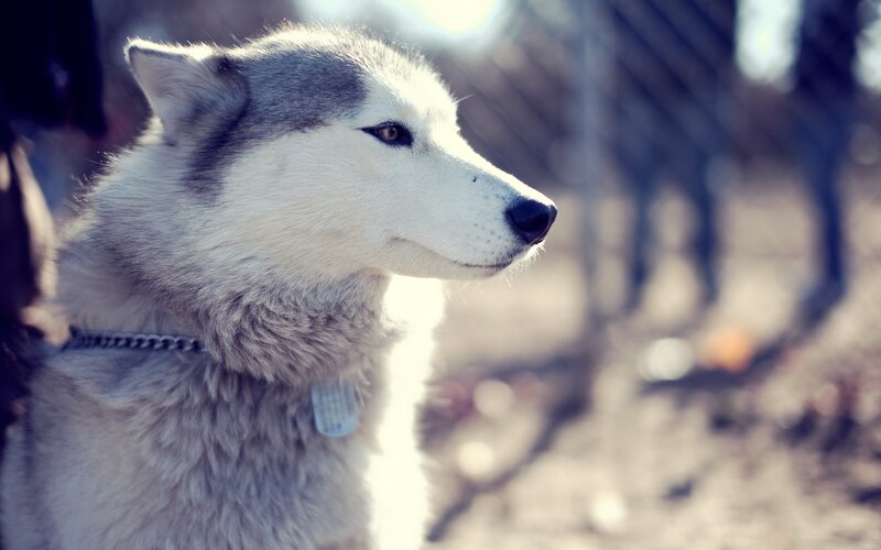 Husky Dog in Profile — White