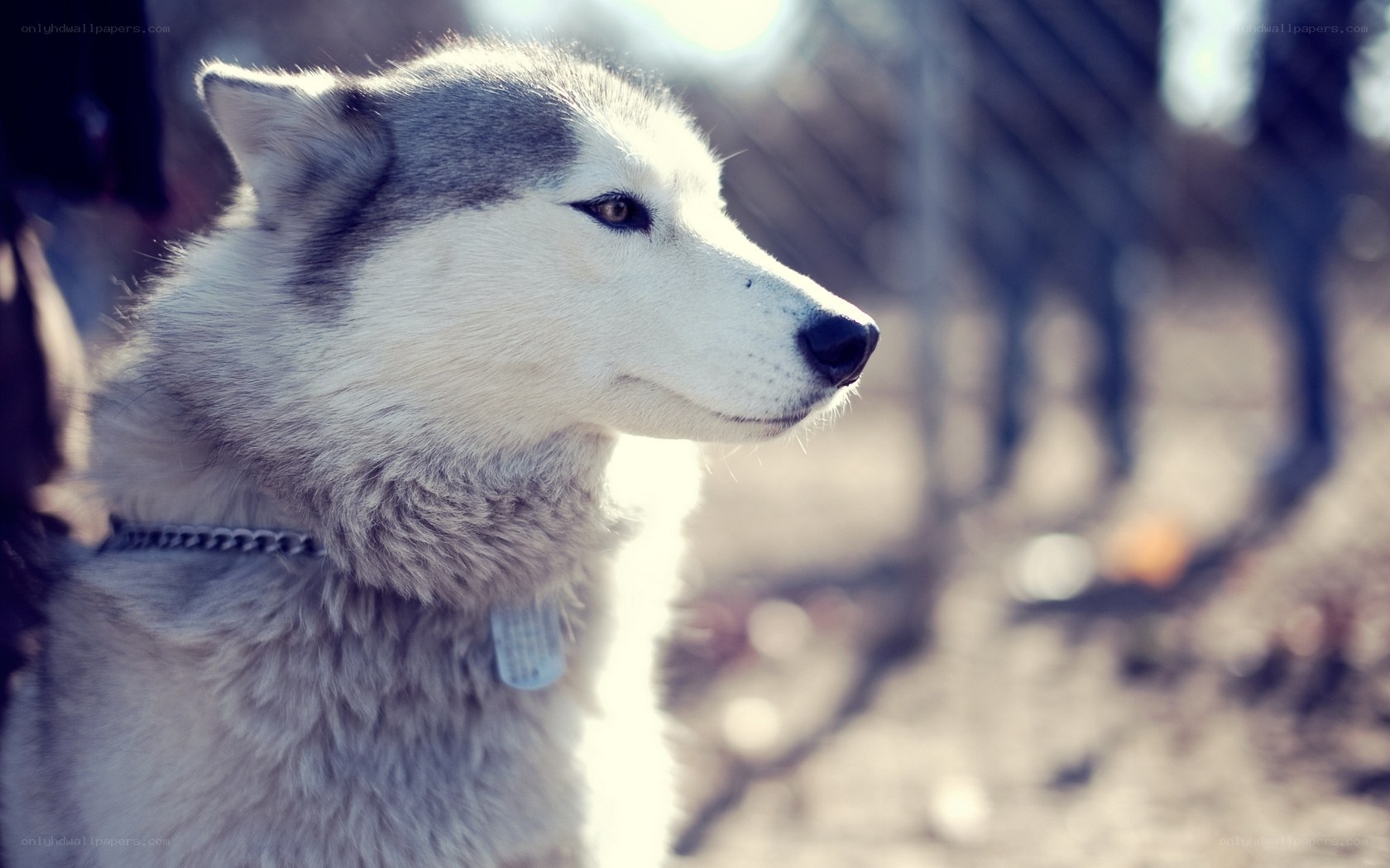 husky dog in profile