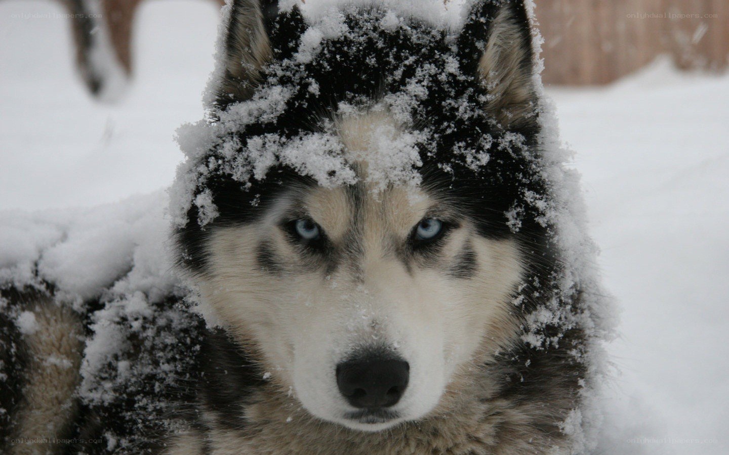 husky dog in snow