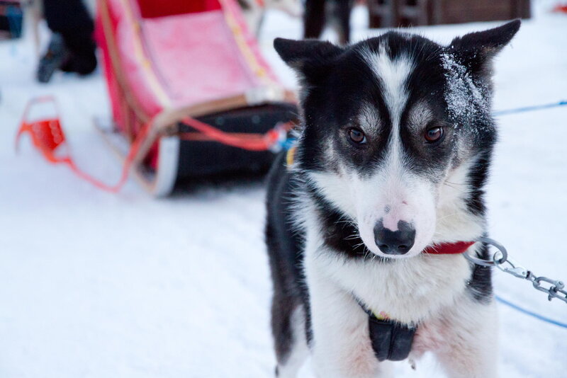 Husky Dog in Snow — Black, Cold
