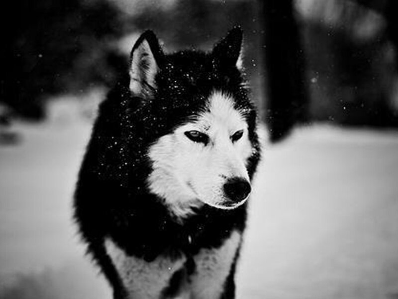 Husky Dog in Snow — Black, Dramatic