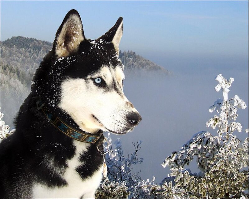 Husky Dog in Snow — Black