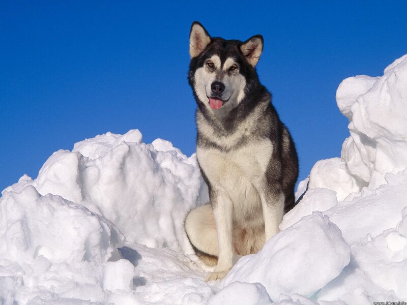 Husky Dog in Snow — Blue, Calm