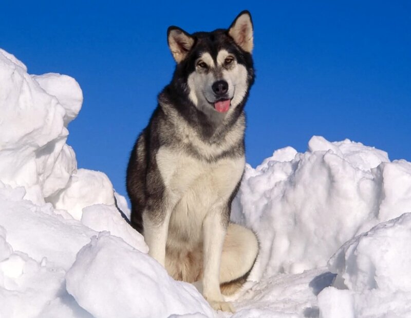 Husky Dog in Snow — Blue, Calm, Winter