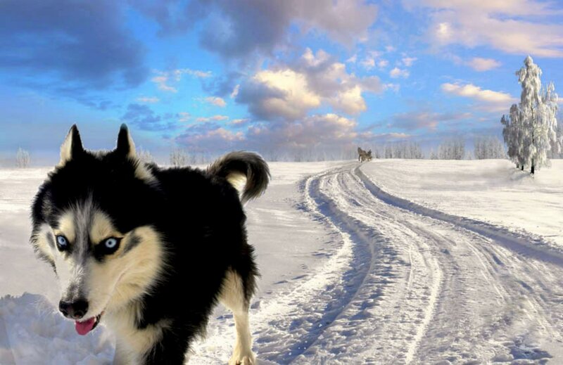 Husky Dog in Snow — Blue, Cold