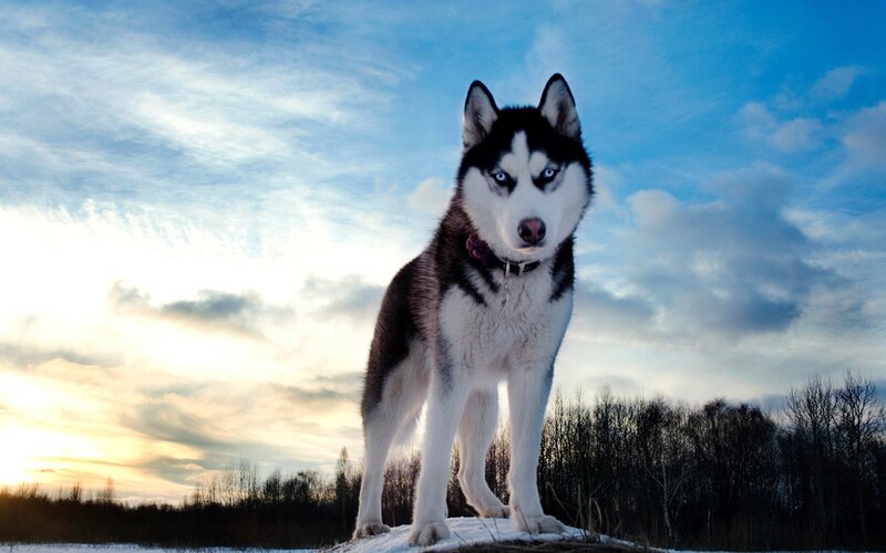 Husky Dog in Snow — Blue, Dramatic, Sunset, Photograph, Sky