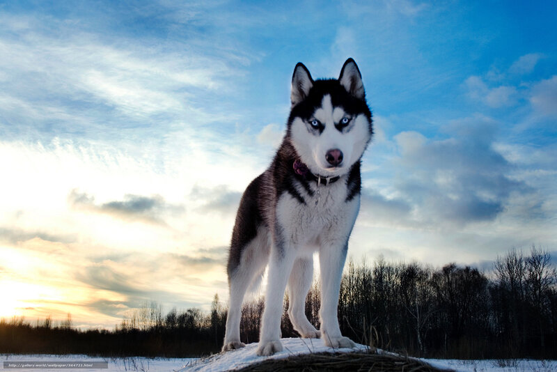 Husky Dog in Snow — Blue, Dramatic, Sunset, Photograph, Sky, Trees