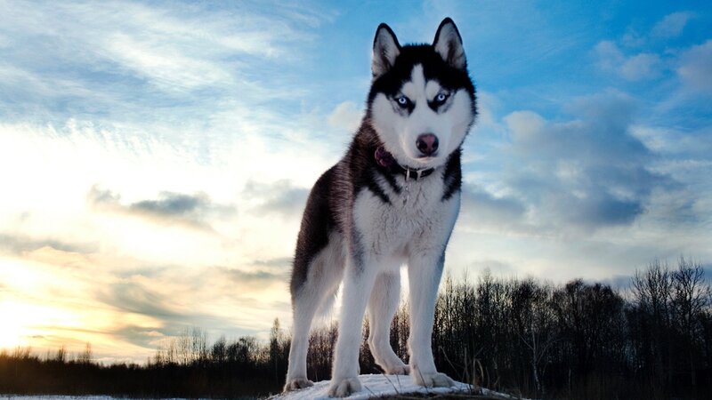 Husky Dog in Snow — Blue, Dramatic, Sunset, Photograph