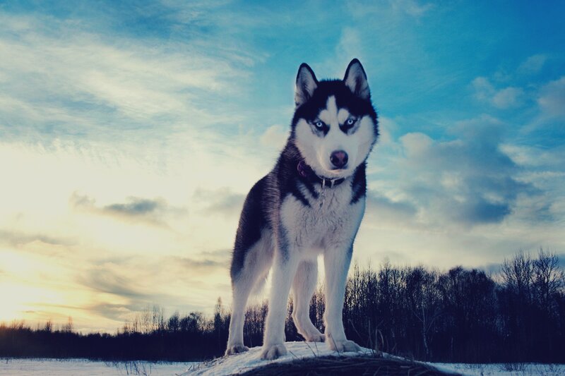 Husky Dog in Snow — Blue, Dramatic, Winter, Photograph