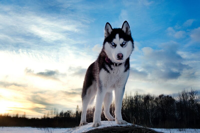 Husky Dog in Snow — Blue, Dramatic, Winter