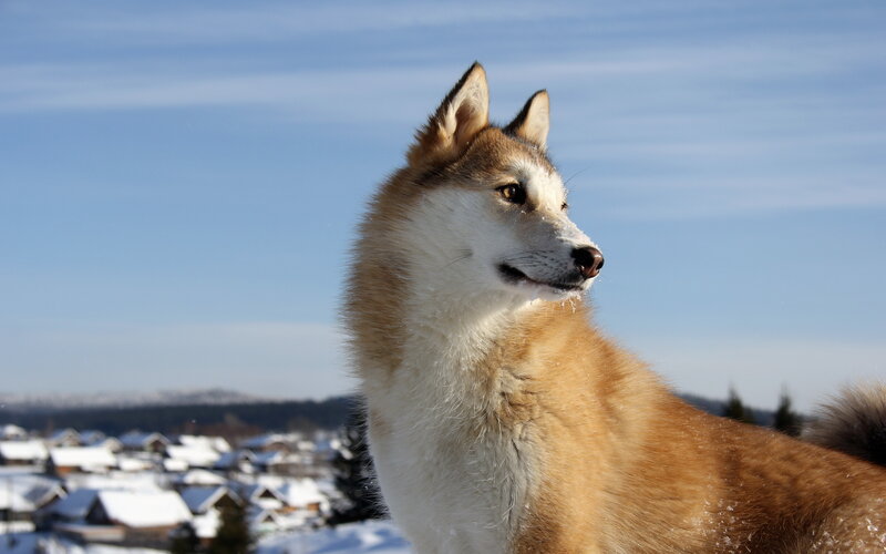 Husky Dog in Snow — Blue, Serene