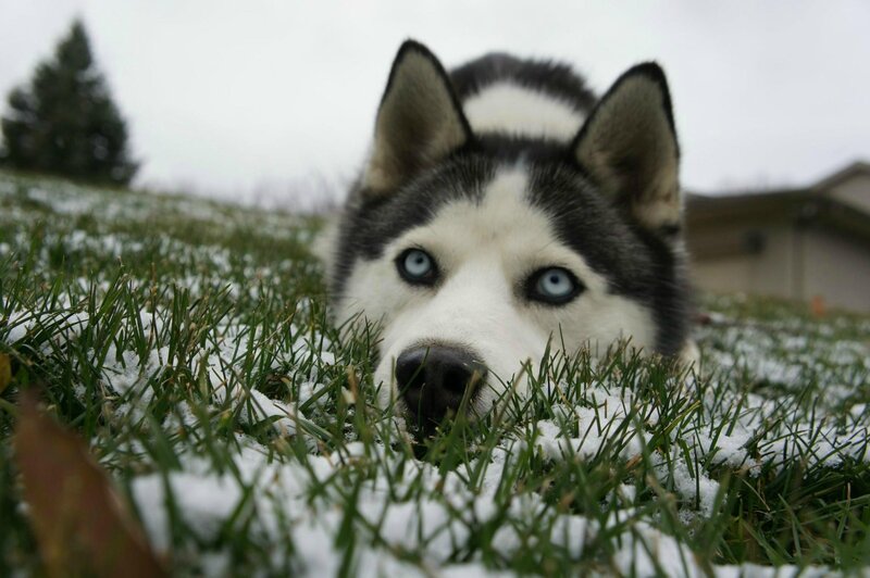 Husky Dog in Snow — Green
