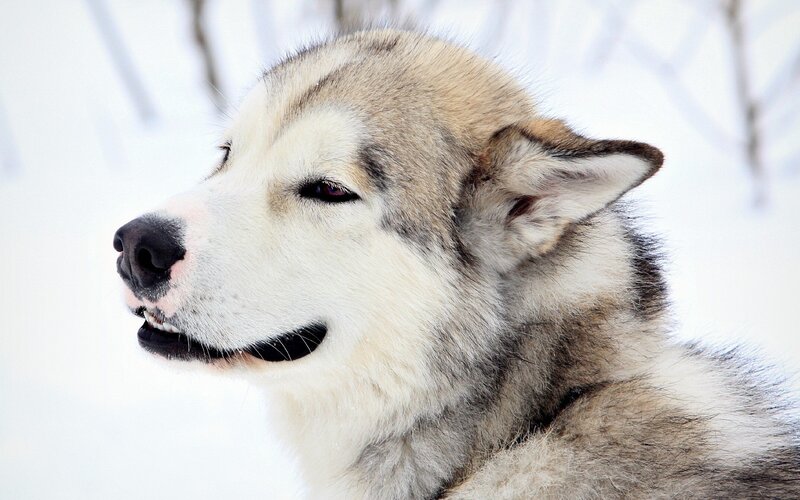 Husky Dog in Snow — Photograph