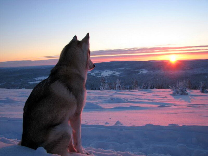 Husky Dog in Snow — Pink