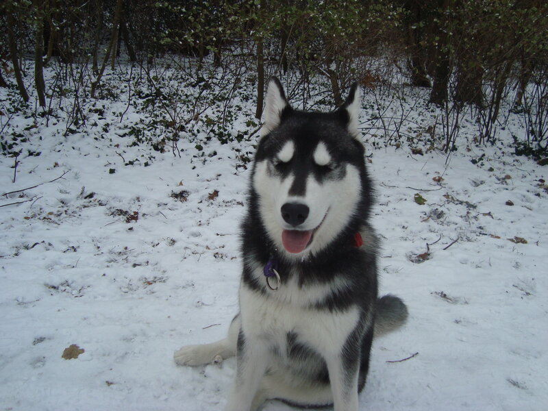 Husky Dog in Snow — White, Calm