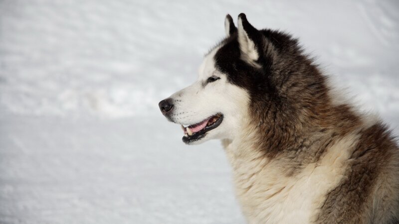 Husky Dog in Snow — White, Calm, Winter, Photograph, Black, Brown