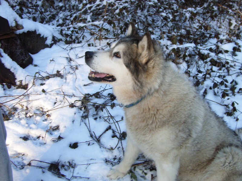 Husky Dog in Snow — White, Calm, Winter, Photograph, Bushes