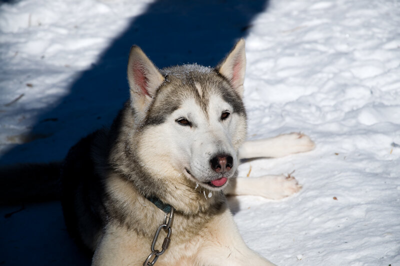 Husky Dog in Snow — White, Calm, Winter, Photograph, Collar, Chain
